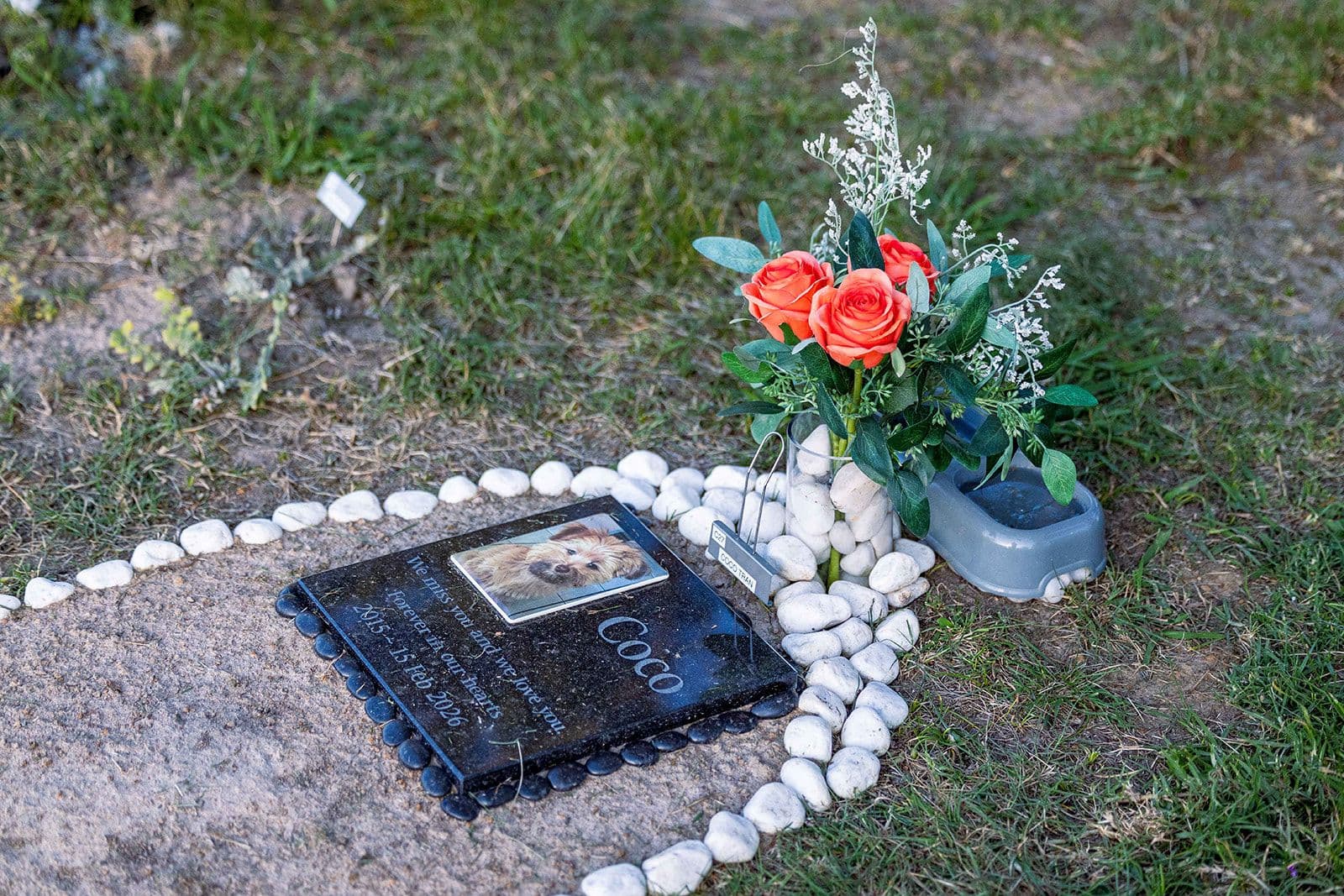 A grave plaque with white stones and roses in the lawn cemetery