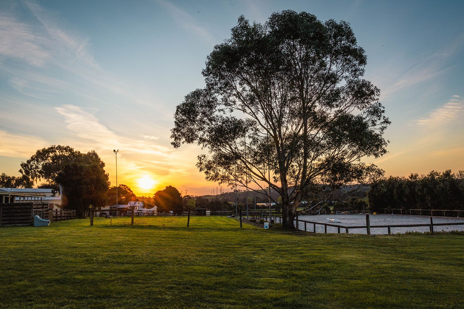 A river red gum at sunset over the paddocks of Pets E. Ternal Cemetery, Narre Warren North